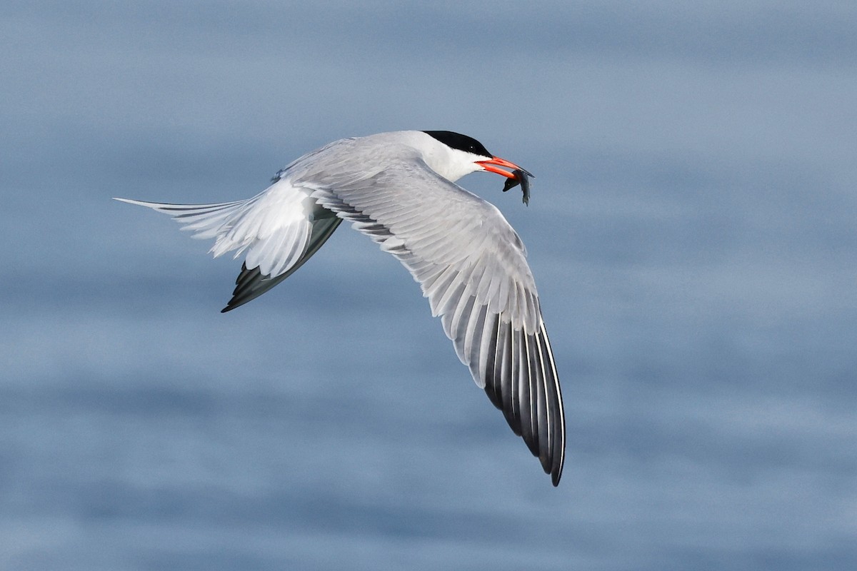 Common Tern - ML583354901
