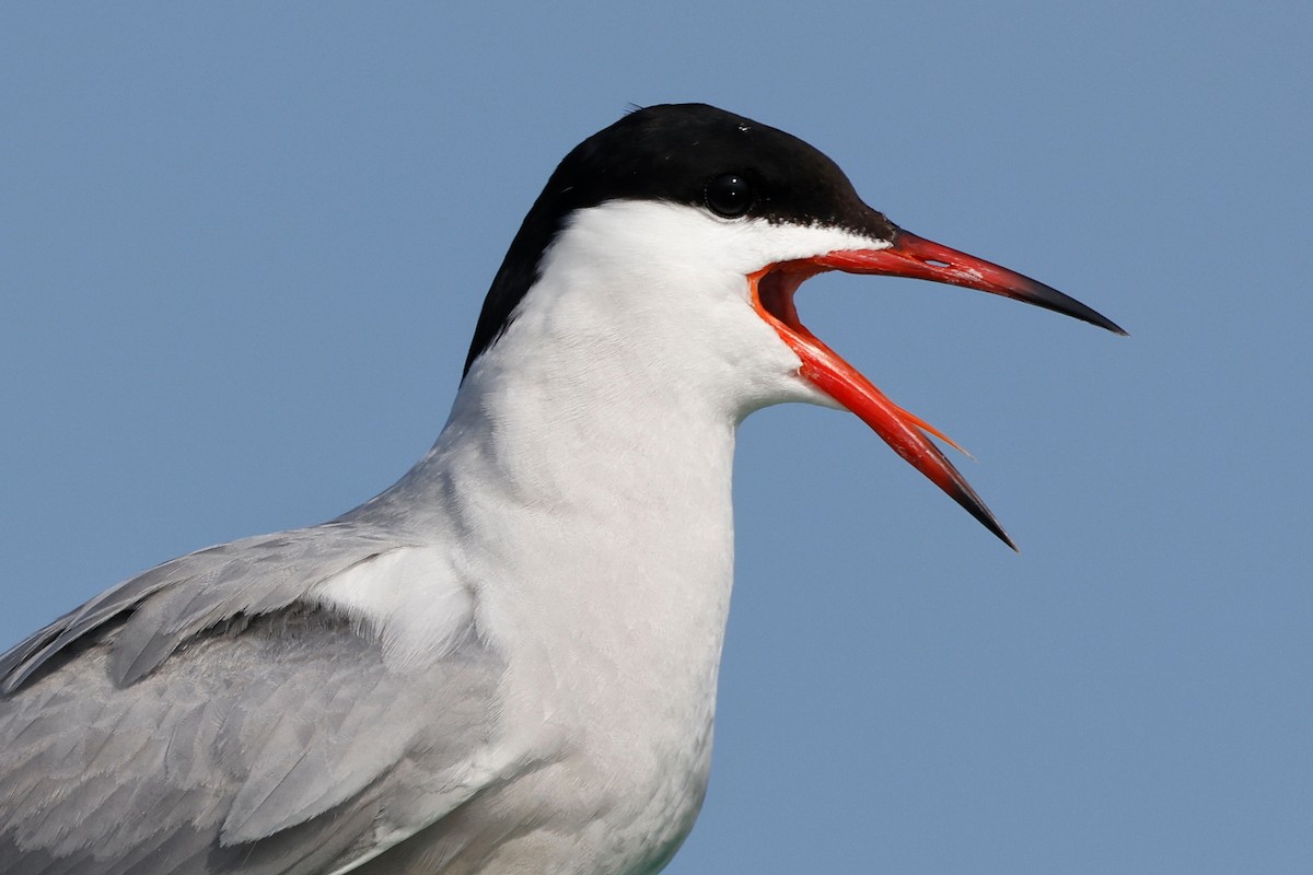 Common Tern - ML583354911