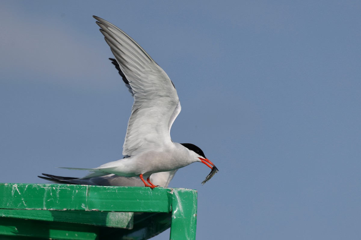 Common Tern - ML583354921