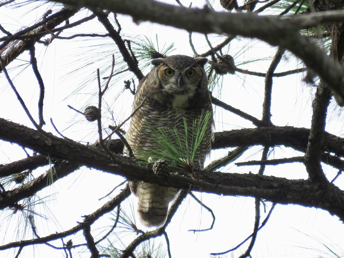 Great Horned Owl - ML58335561