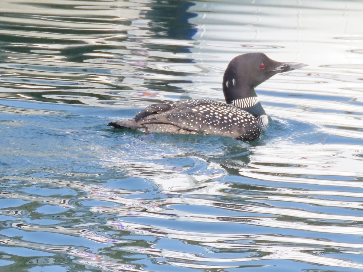 Plongeon huard - ML583356041