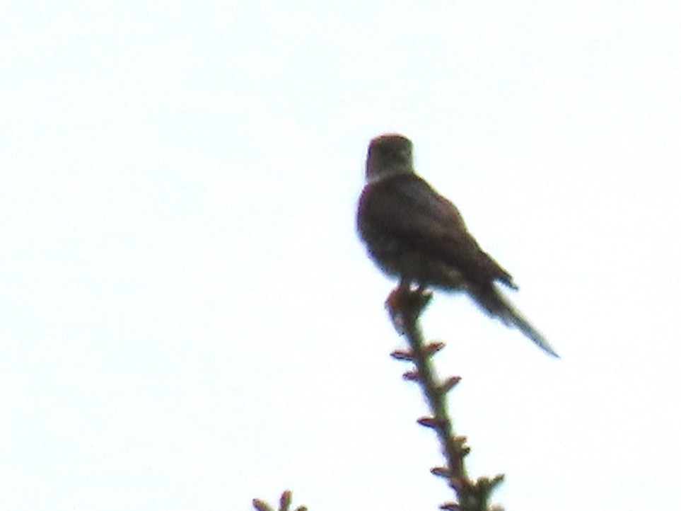 Підсоколик малий (підвид columbarius) - ML583356141