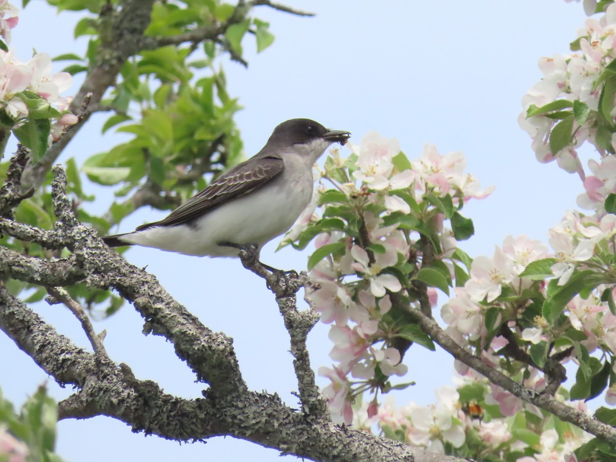 Eastern Kingbird - ML583356281