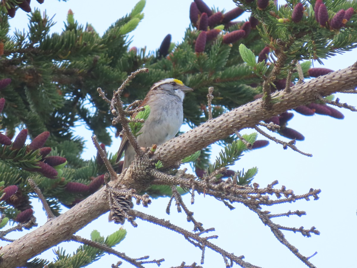 White-throated Sparrow - ML583356611