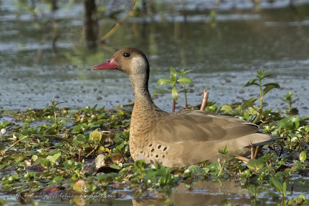 Brazilian Teal - Marcelo Allende