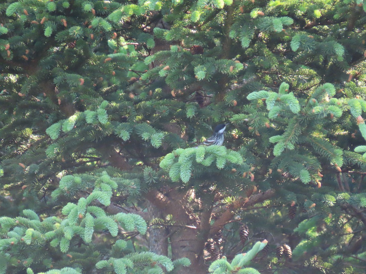 Blackpoll Warbler - ML583357021