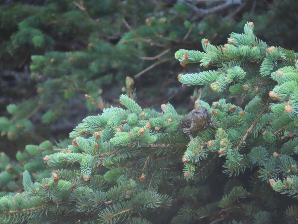 Bec-croisé des sapins - ML583357191