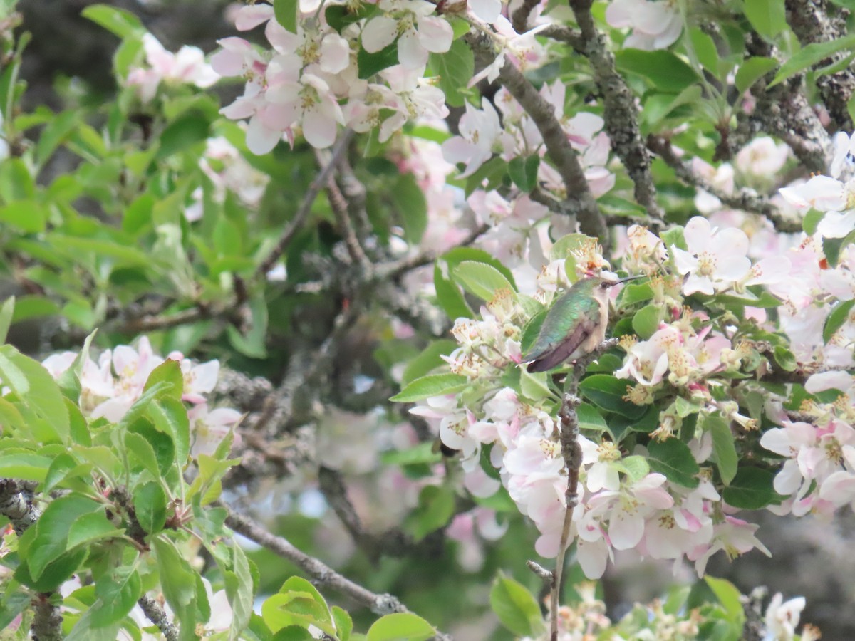 Ruby-throated Hummingbird - ML583357291