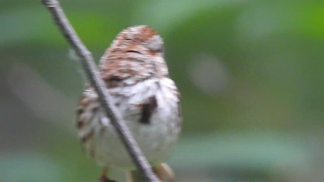 Song Sparrow - ML583358551