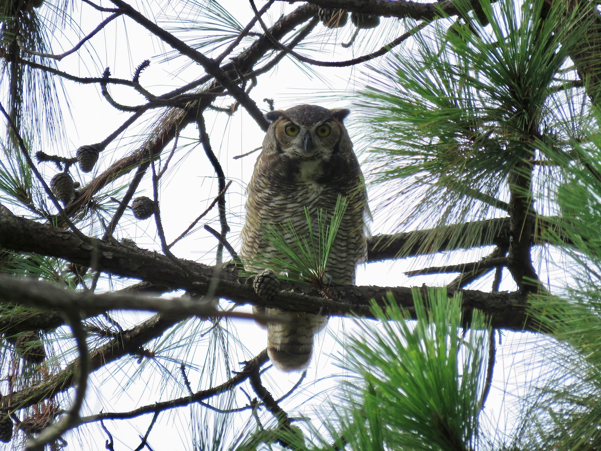 Great Horned Owl - ML58335871