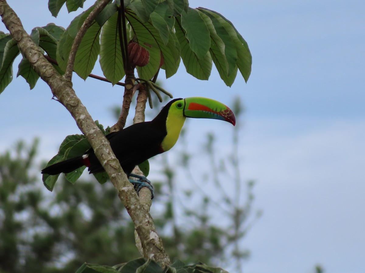 Keel-billed Toucan - ML583359541