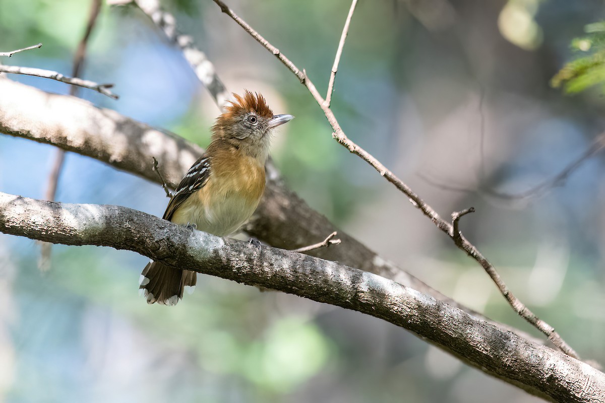 Bolivian Slaty-Antshrike - Raphael Kurz -  Aves do Sul