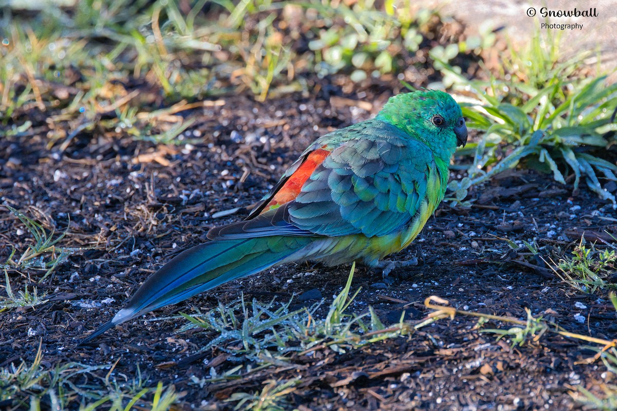 Red-rumped Parrot - ML583361101