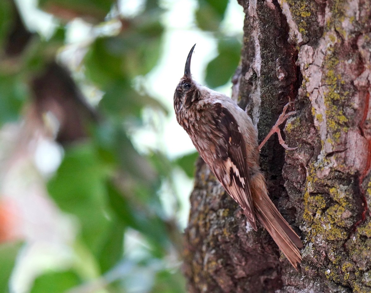 Brown Creeper - ML583361591