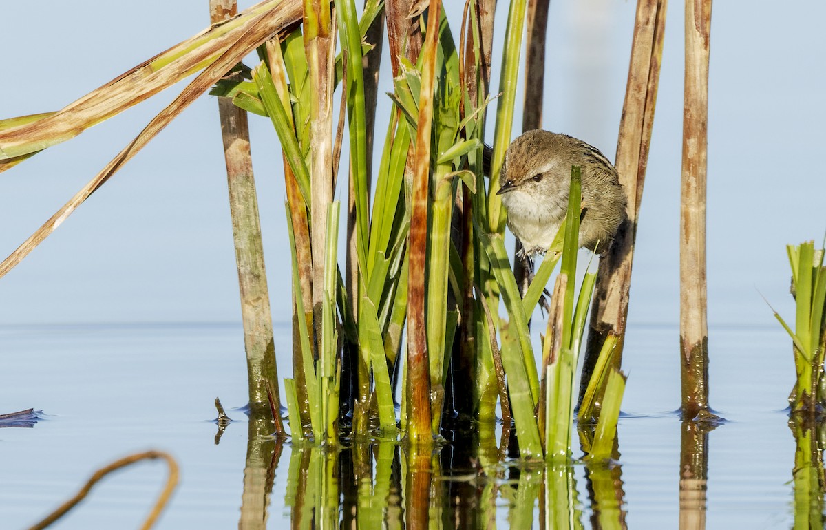 Little Grassbird - ML583362531