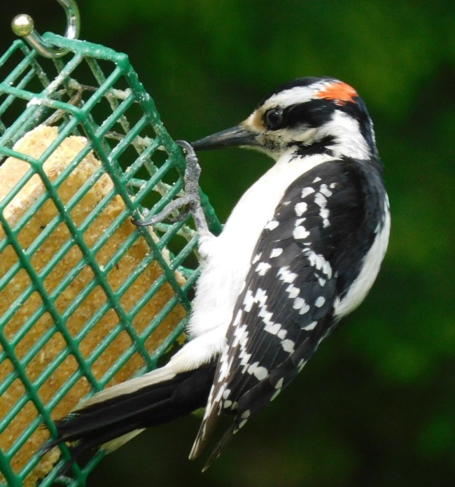 Hairy Woodpecker - ML583364191