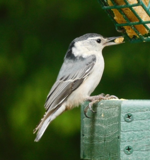 White-breasted Nuthatch - ML583364331