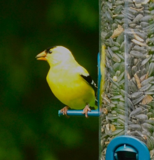 American Goldfinch - ML583364421
