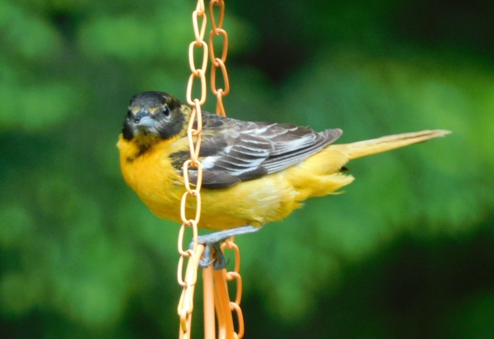 Baltimore Oriole - ML583364531