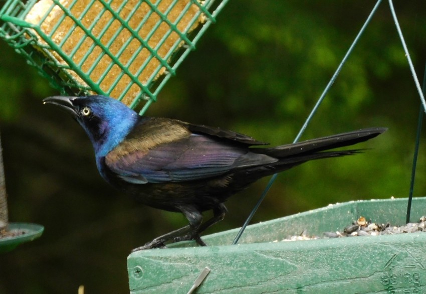 Common Grackle - ML583364591