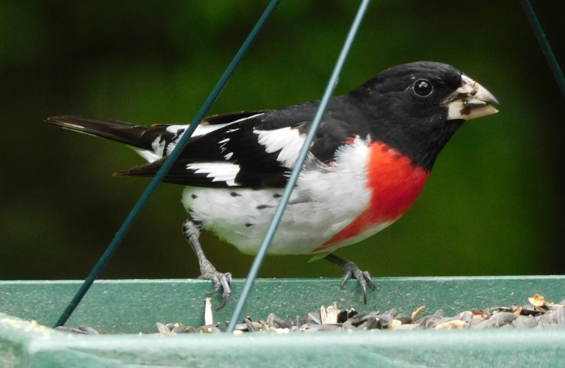 Rose-breasted Grosbeak - ML583364651
