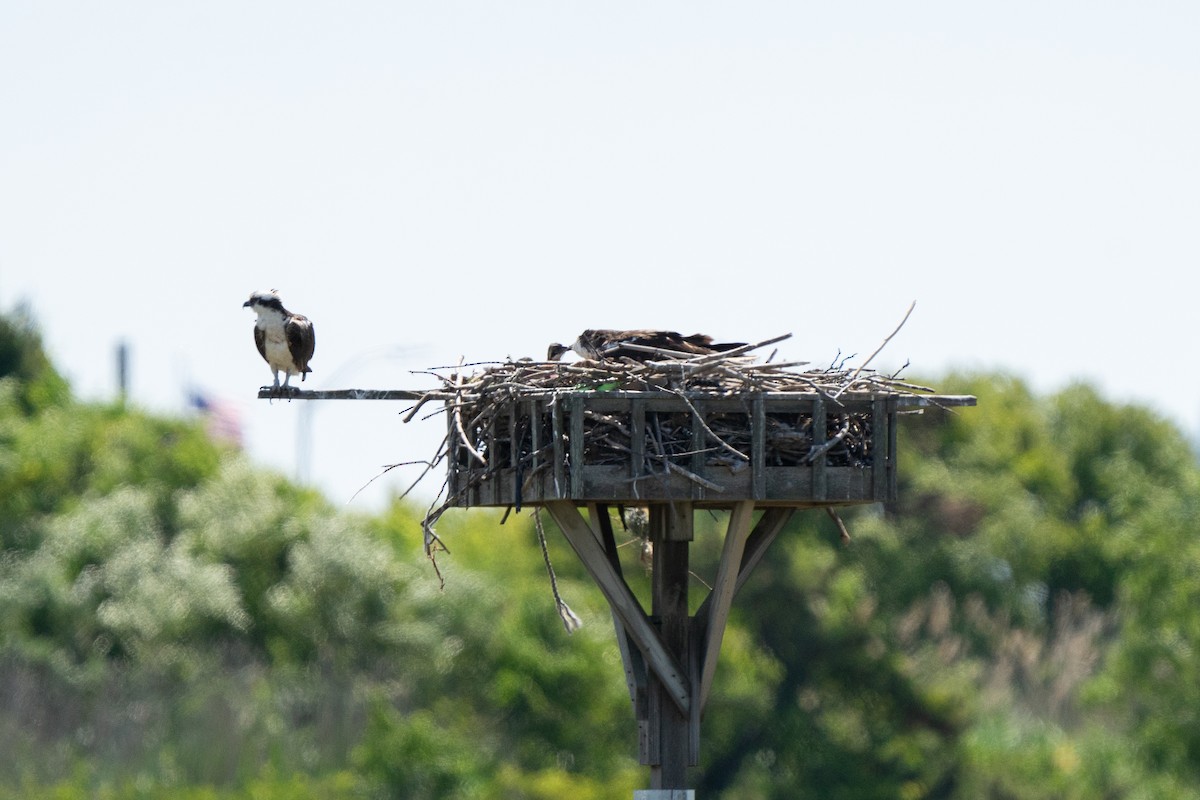 Osprey - James Ancona