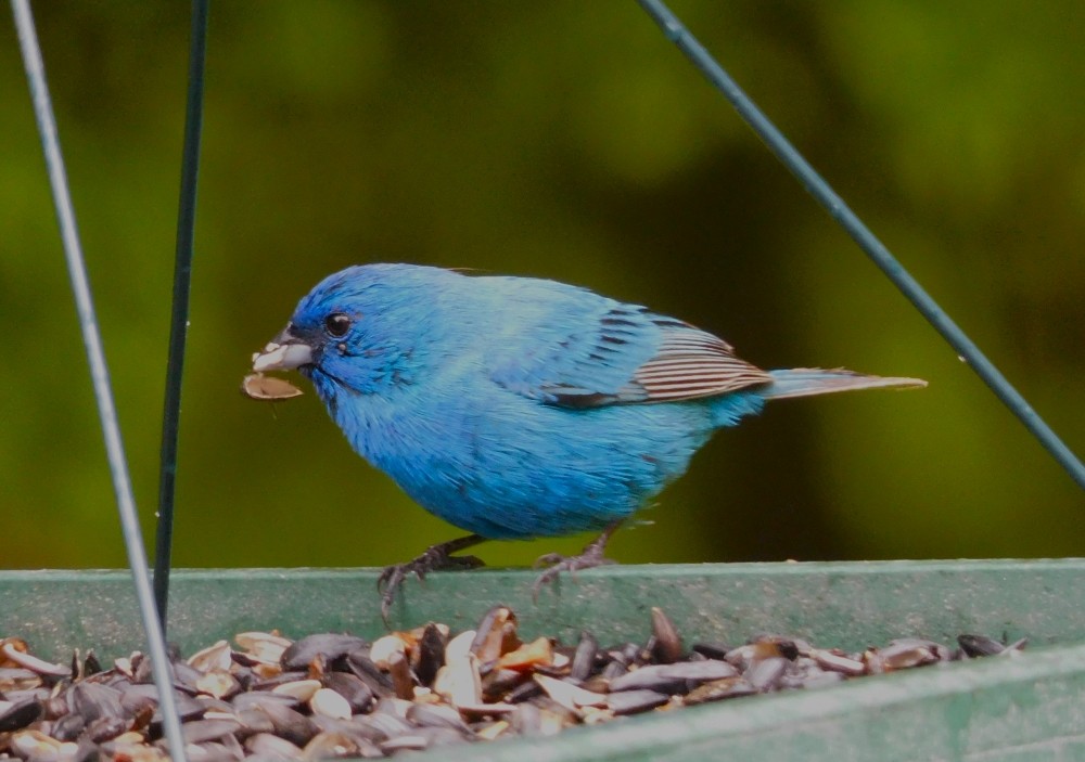 Indigo Bunting - ML583364771