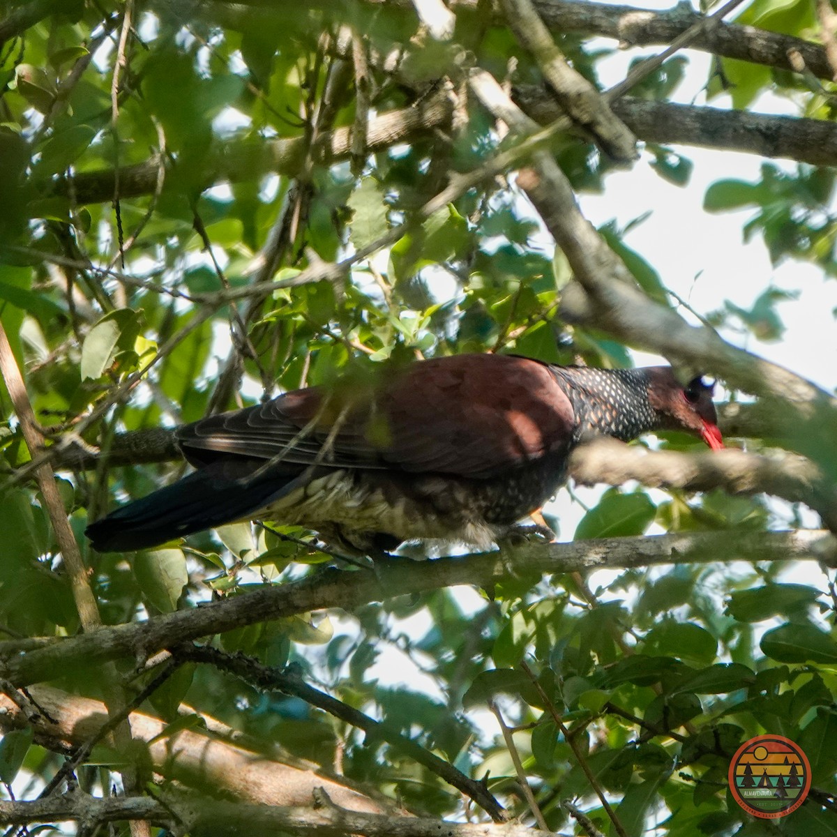 Scaled Pigeon - ML583364851