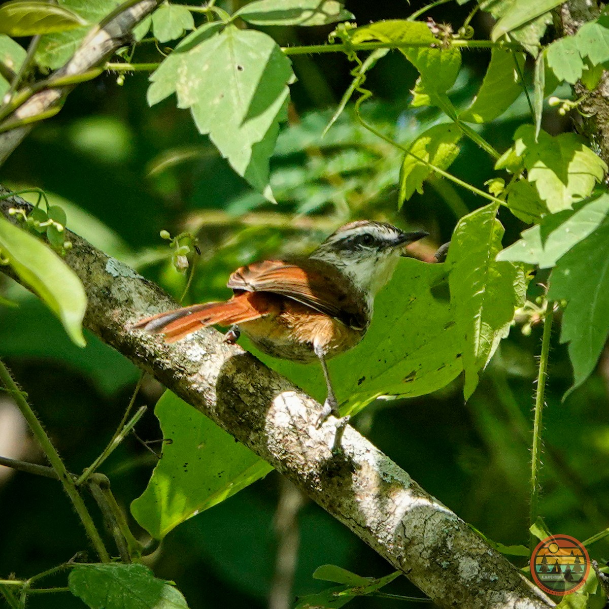 Necklaced Spinetail - ML583364931