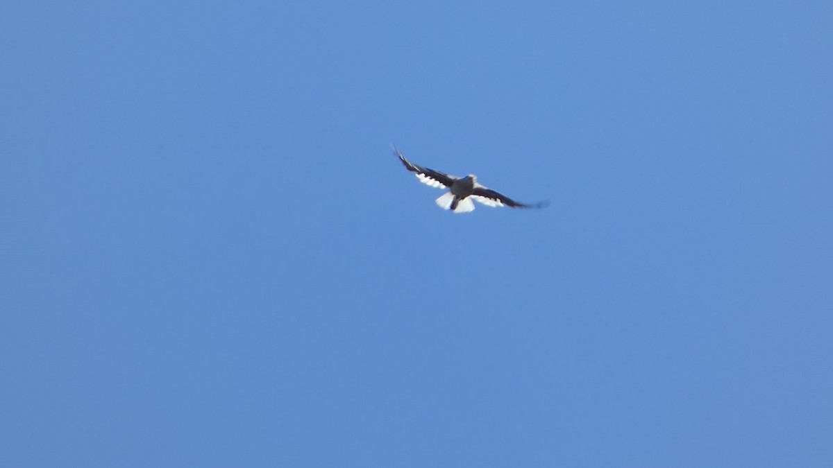Clark's Nutcracker - ML583365031