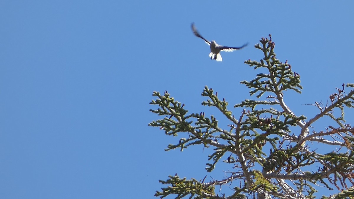 Clark's Nutcracker - ML583365041