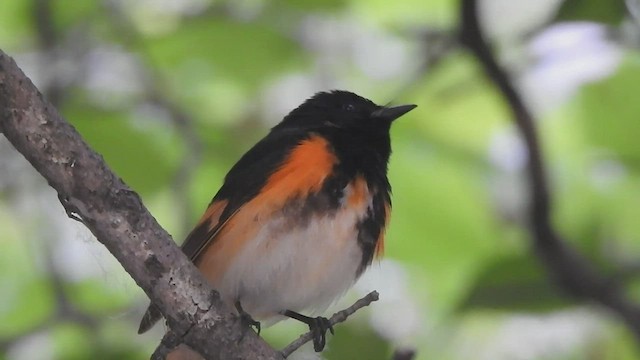 American Redstart - ML583365111