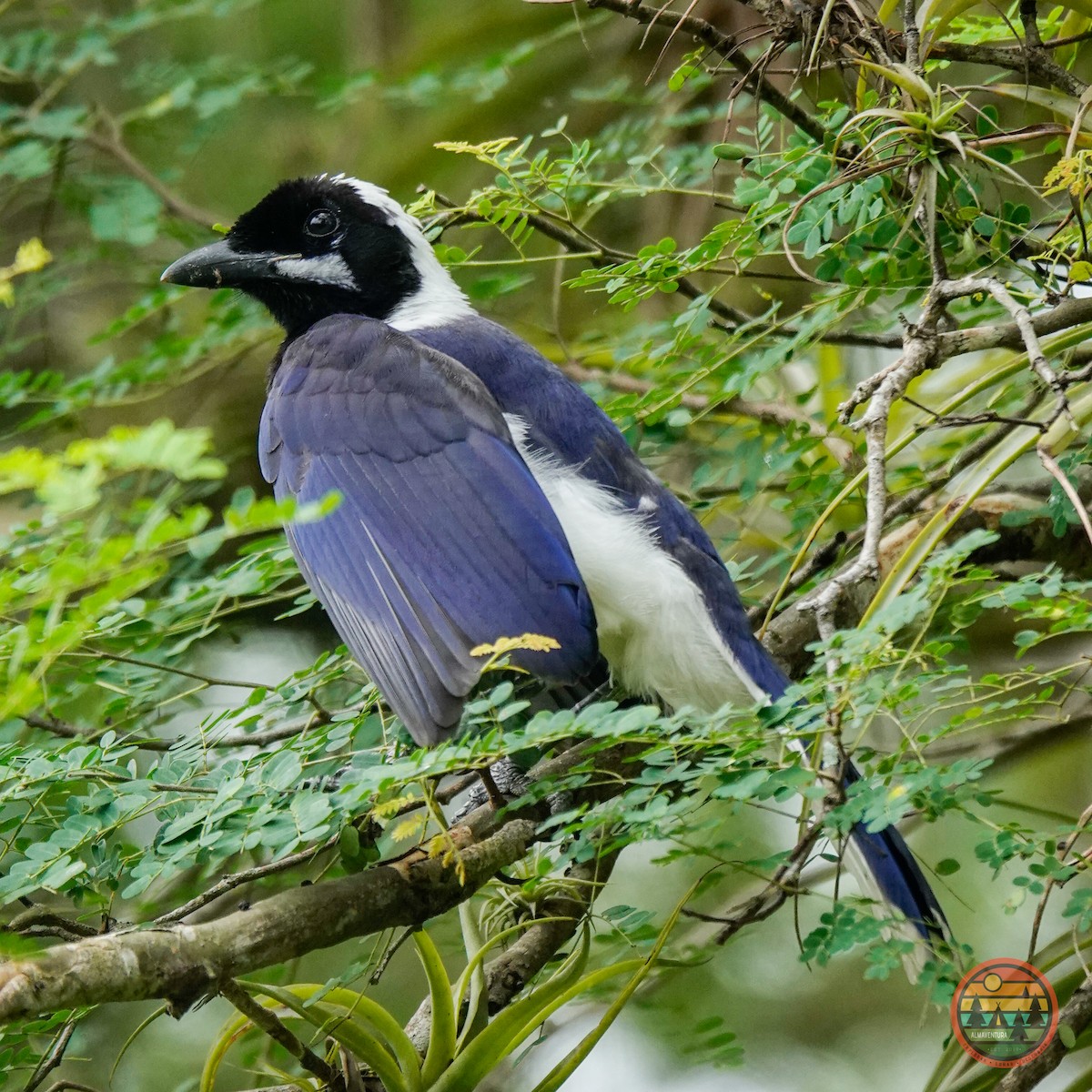 White-tailed Jay - Pablo José Sanchez Loayza