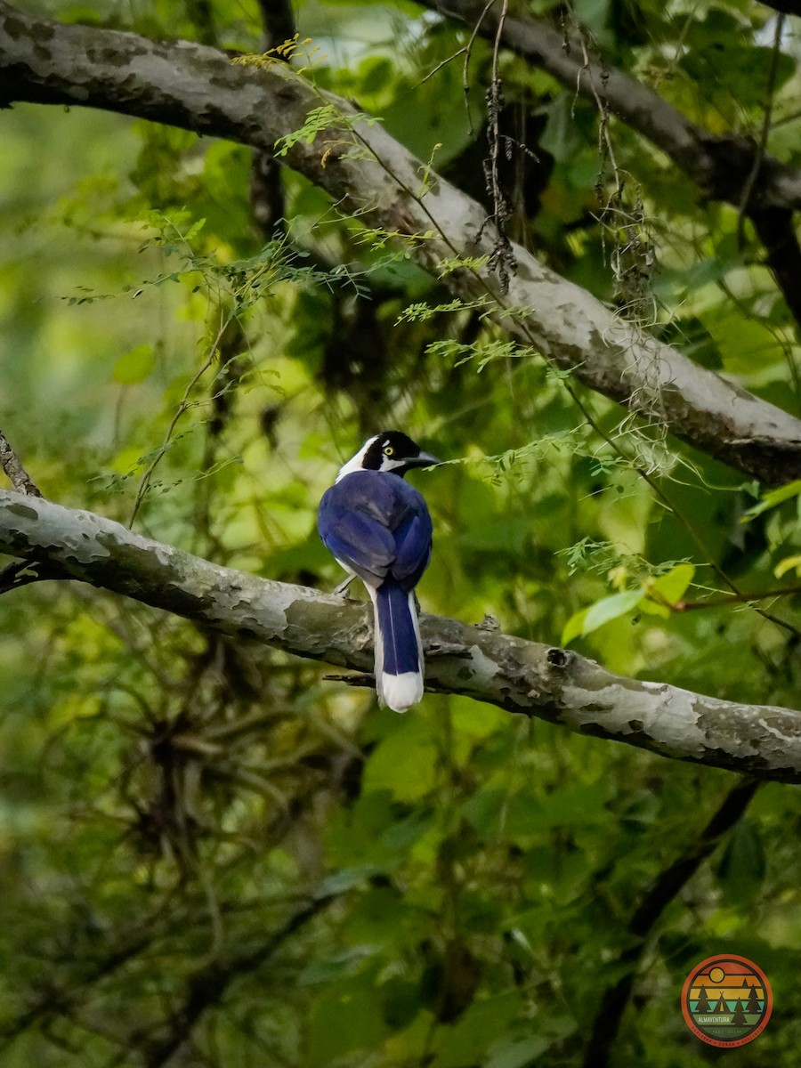 White-tailed Jay - ML583365141