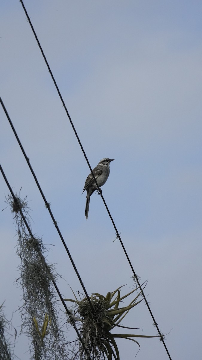 Long-tailed Mockingbird - ML583365231