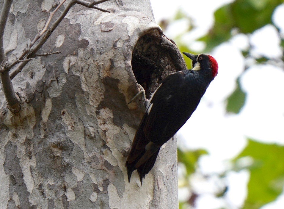 Acorn Woodpecker - ML583365391