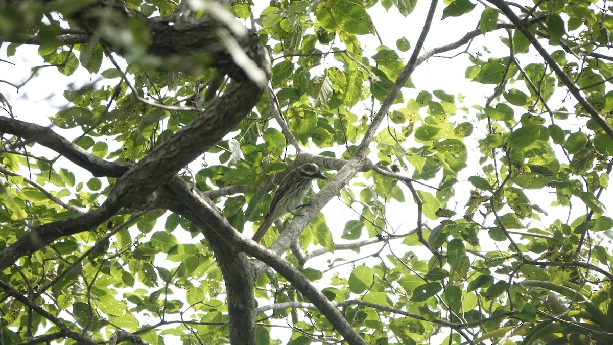 Streaked Flycatcher - ML583365661