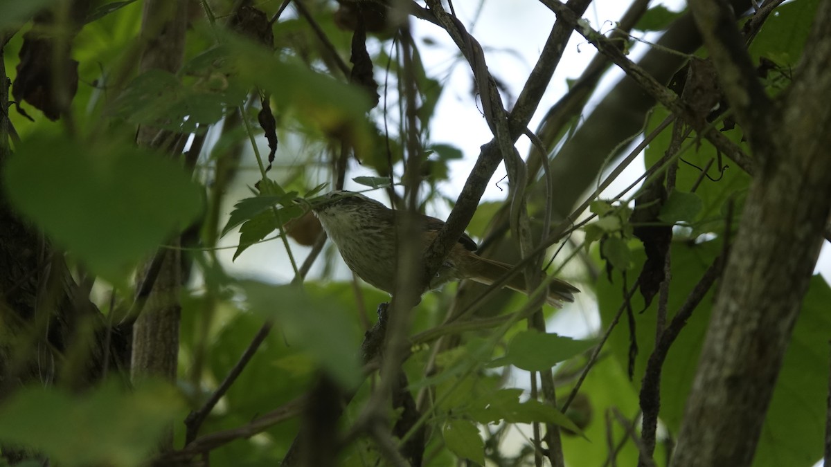 Necklaced Spinetail - ML583365801