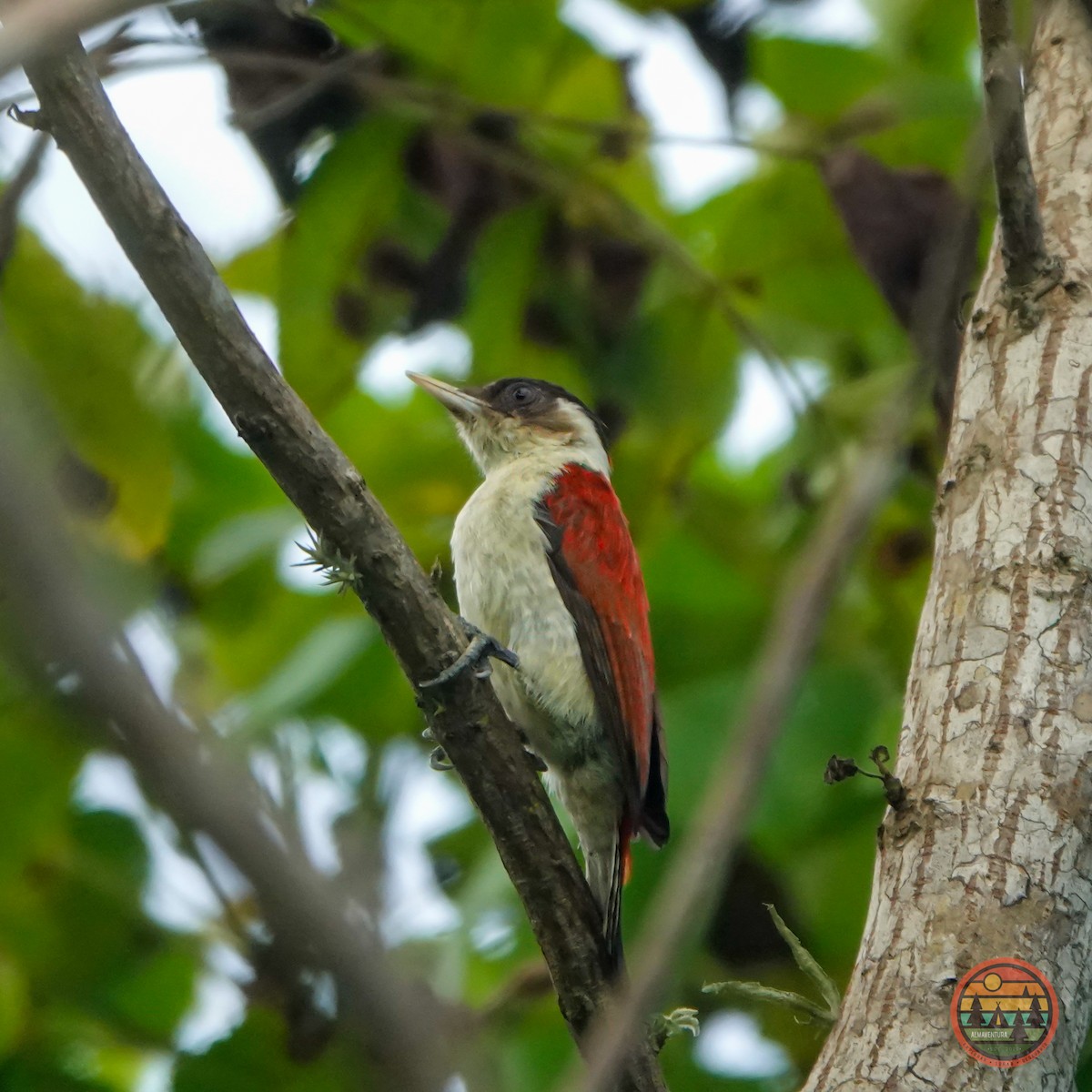 Scarlet-backed Woodpecker - ML583365901