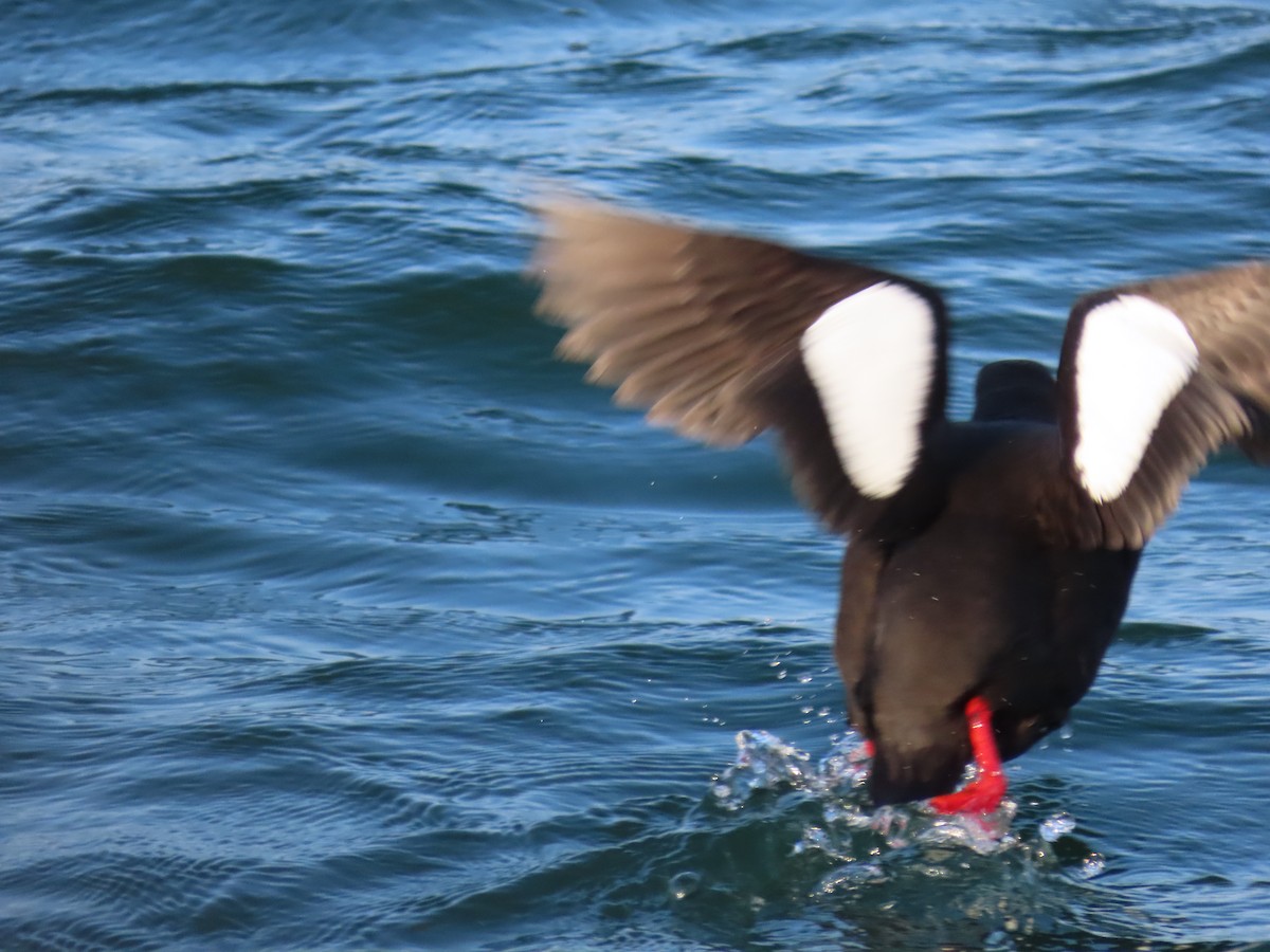 Black Guillemot - ML583367151