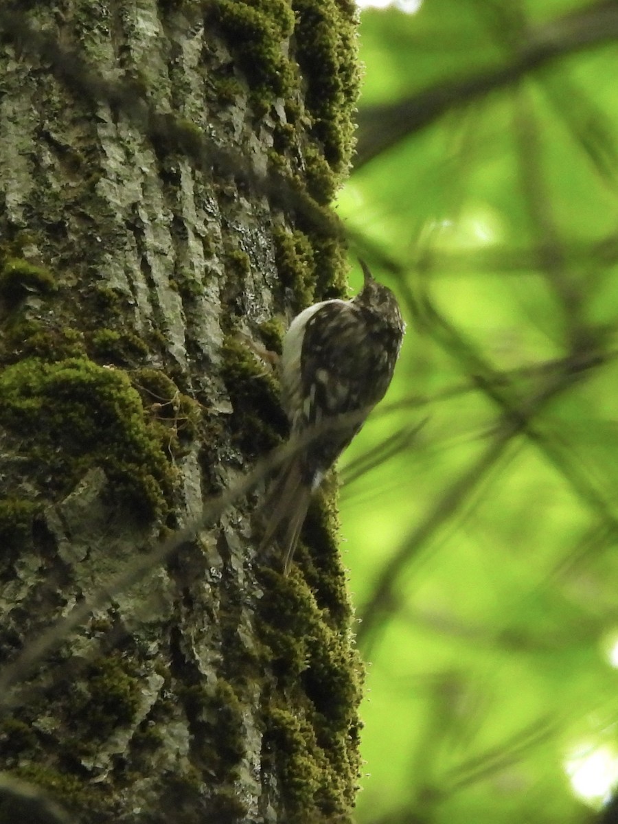 Brown Creeper - Keith Pflieger