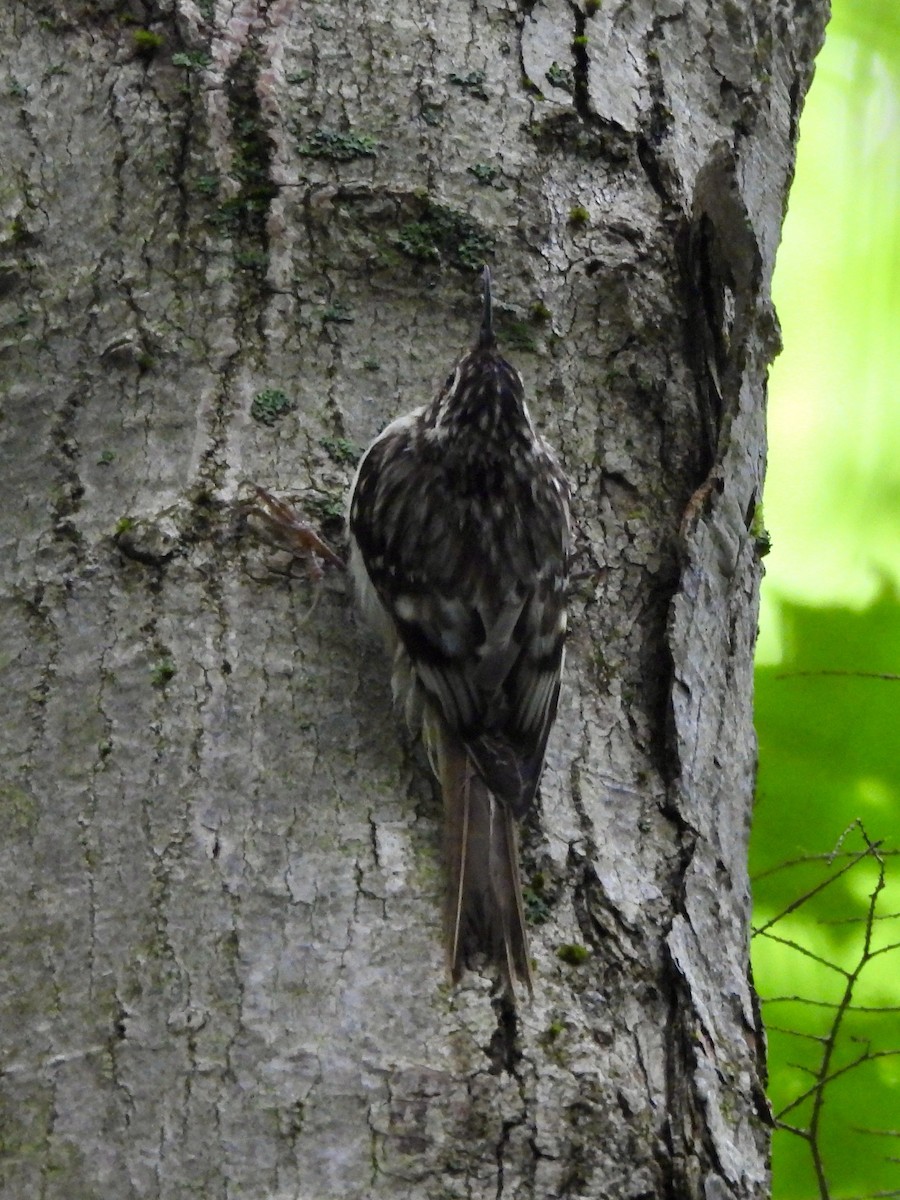 Brown Creeper - Keith Pflieger