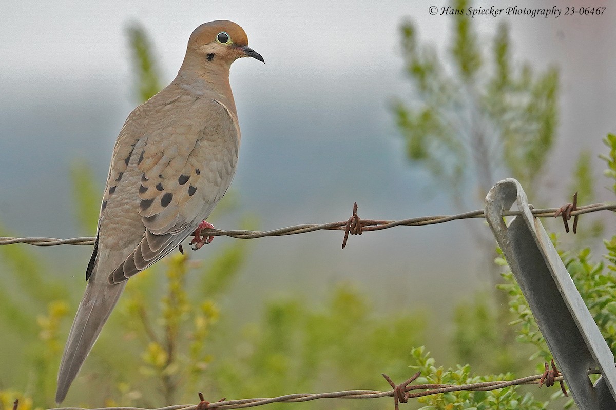 Mourning Dove - ML583368211