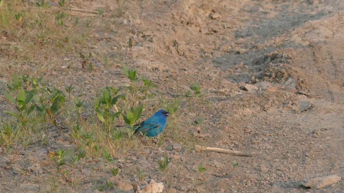 Indigo Bunting - ML583368251