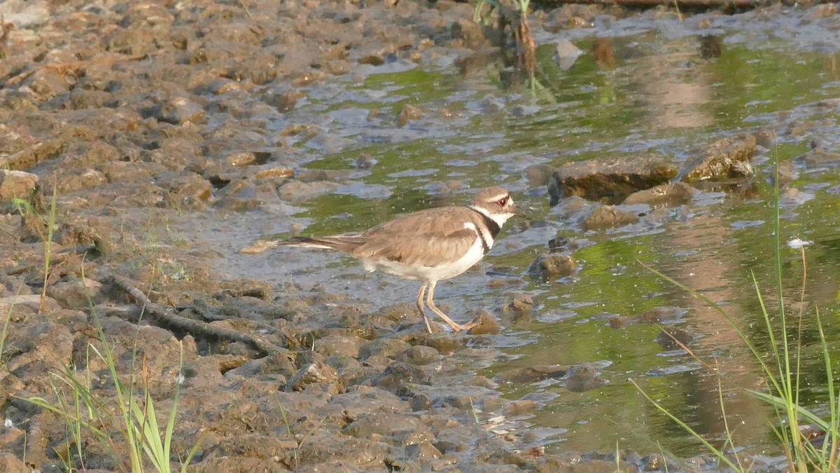 Killdeer - ML583368291