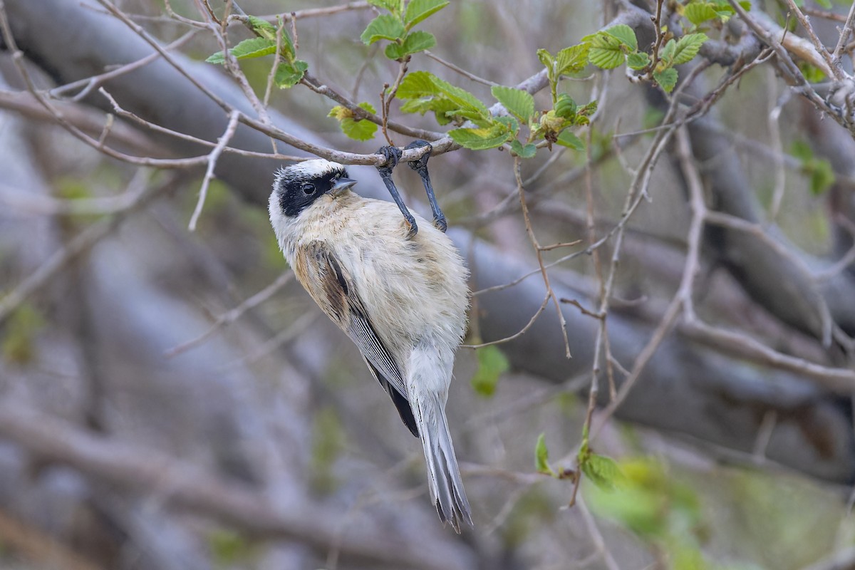 White-crowned Penduline-Tit - Bradley Hacker 🦜