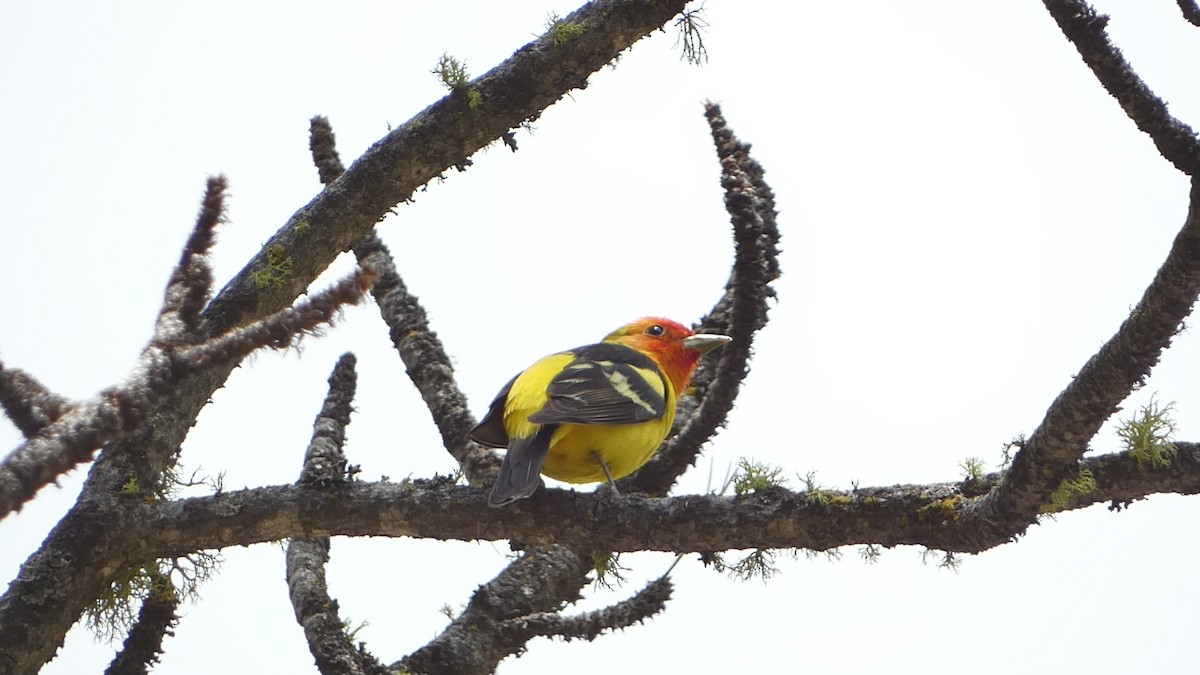 Piranga à tête rouge - ML583368431