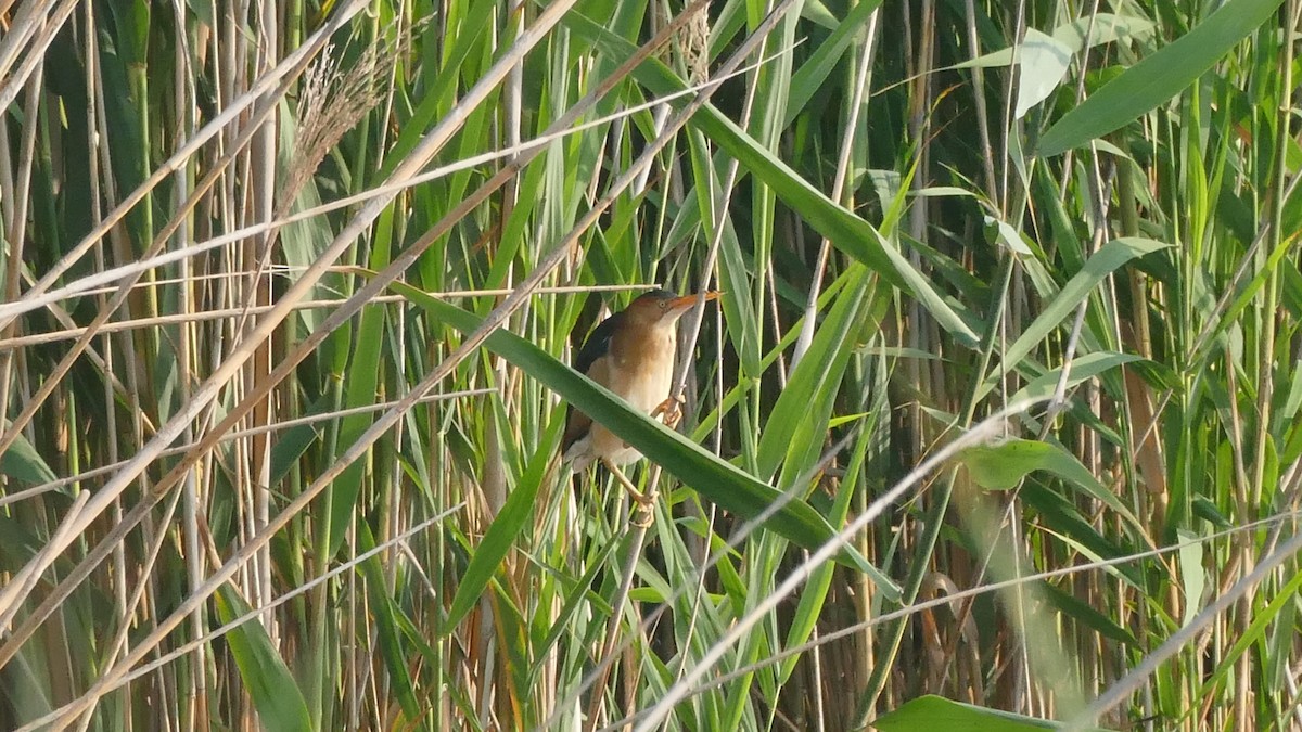 Least Bittern - ML583368661