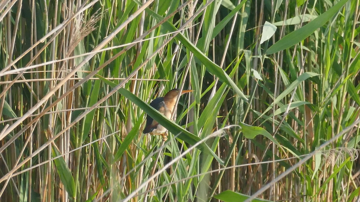 Least Bittern - ML583368701