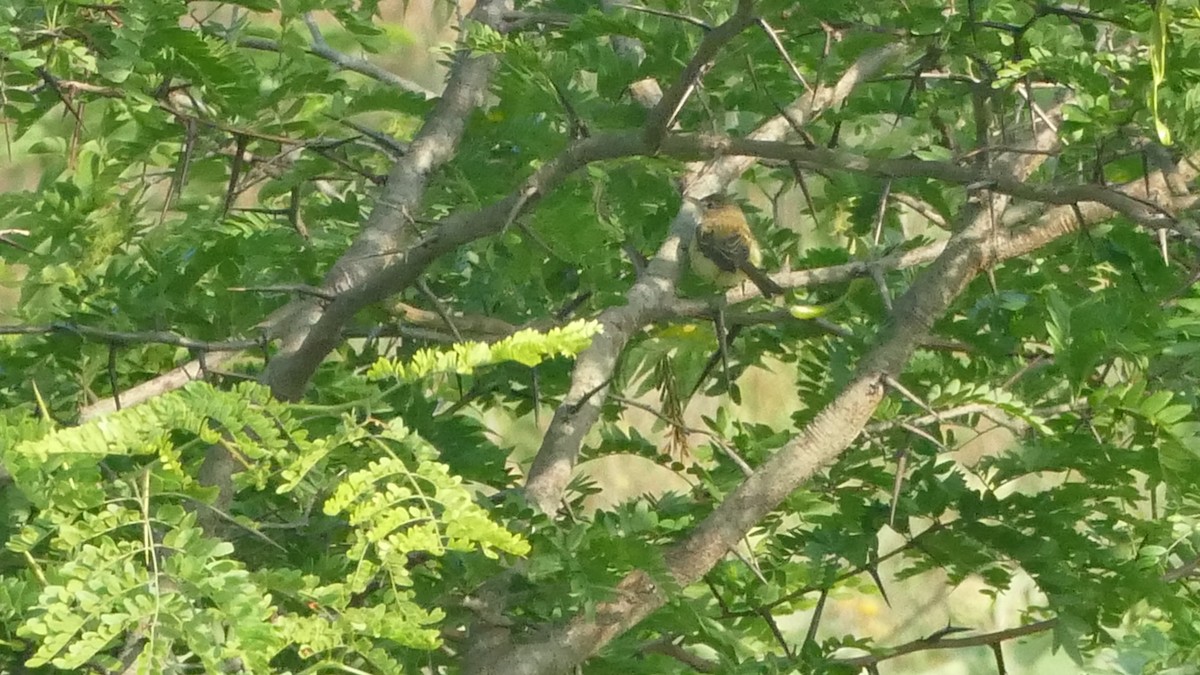 Bell's Vireo (Eastern) - ML583368981